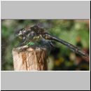 Sympetrum danae - Schwarze Heidelibelle m05.jpg